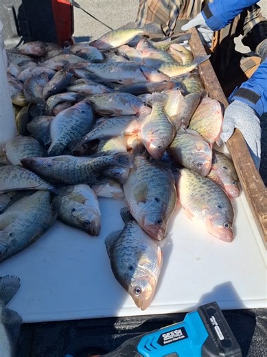 Cordless electric filet knife cleaning crappie!! #bestfishing #crappie #filetingfish #electricknife #captainredbeard @Seesii Power Tools