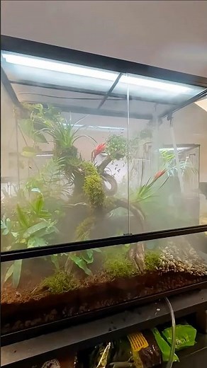 January = Hobby Month 🌿🦎