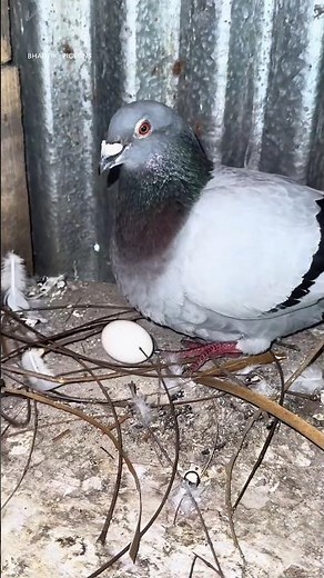 Secret Nest-Building Moments Before Eggs Hatch! 🐦🔥