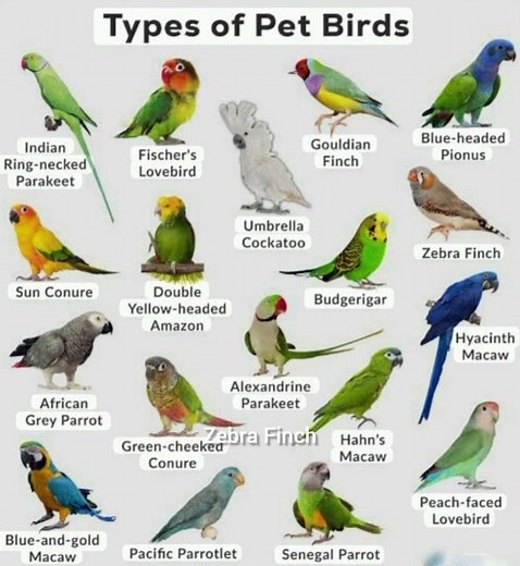 types of Pet Birds