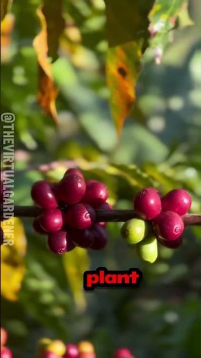 Coffee Comes From a Fruit ☕😳