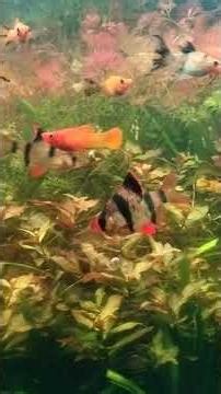 Natural equilibrium ecosystems. Require only lights, no water change. 4 feet tank