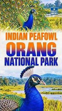 India’s National Bird Spotted in Orang National Park for the First Time | UPSC | NEXT IAS