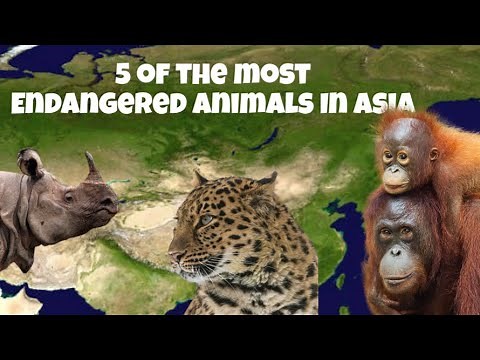 Top 5 endangered animals in Asia