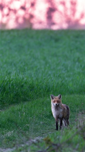 Fuchs zum Sonnenaufgang🫶🏼