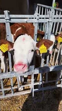 O’zbekistonda eng zo‘ri? #idealagrar #simmental #farming #farmer #farm