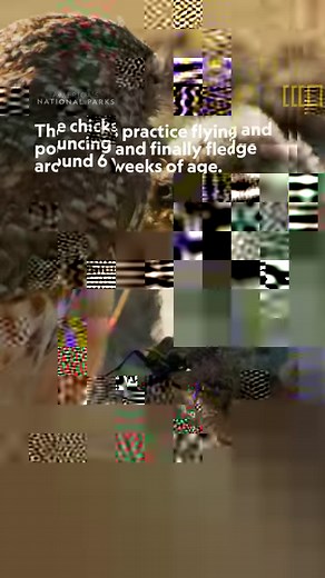 59K views · 267 reactions | Who knew that wise old owls came from such humble (and fluffy) beginnings? #AmericasNationalParks | National Geographic TV | Facebook