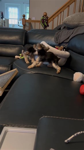 Understanding Your Yorkie's Jumping Behavior