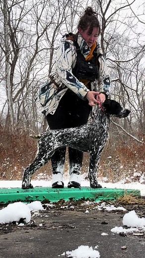Training Tips for German Shorthaired Pointers