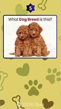 Guess the "Dog Breed" Quiz | Get 10/10 | Dog lovers #dog #quiz #animalquiz