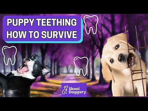 How to help a teething puppy
