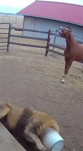 Lion Gets Stuck in Blue Bucket and Falls Over Horse Laughs