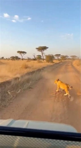 Hakuna Matata IRL?! Warthog, Meerkat & One Lion Cub #funnyanimals #africa #trending #wildlife #lion