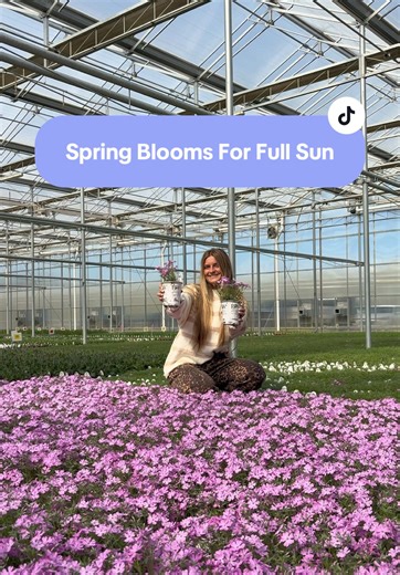 ☀️ Full sun plants that bloom in spring! These sun-loving spring flowers thrive in 6 hours of sun per day. From vivid perennials to picture-perfect shrubs, you can rely on these plants to soak up all of the spring sun. 👀 Which plant do you think is the best for full sun? #SpringGarden #SunGarden #GardenDesignInspiration #SpringBlooms #FullSunPlants
