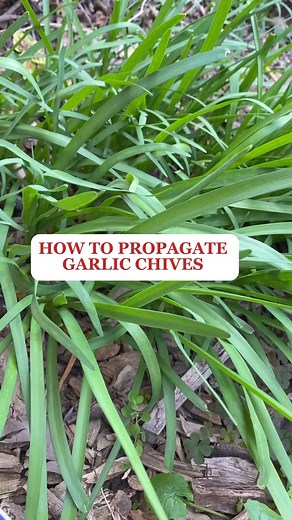 How to propagate garlic chives #propagate #gardeningtips #homegrown #herbs #viralpostfb | Growwithnith
