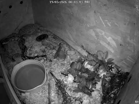 🌙 Ночной обход террариума | Ball Python Exploring Terrarium at Night