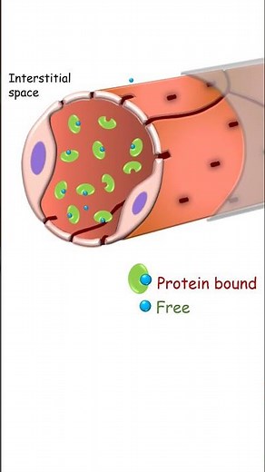 Plasma protein binding and drug distribution #pharmacology #pharmacy #pharmacokinetics