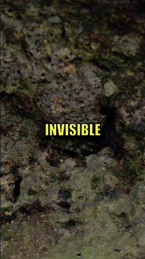 Octopus Camouflage: Nature’s Ultimate Disguise!