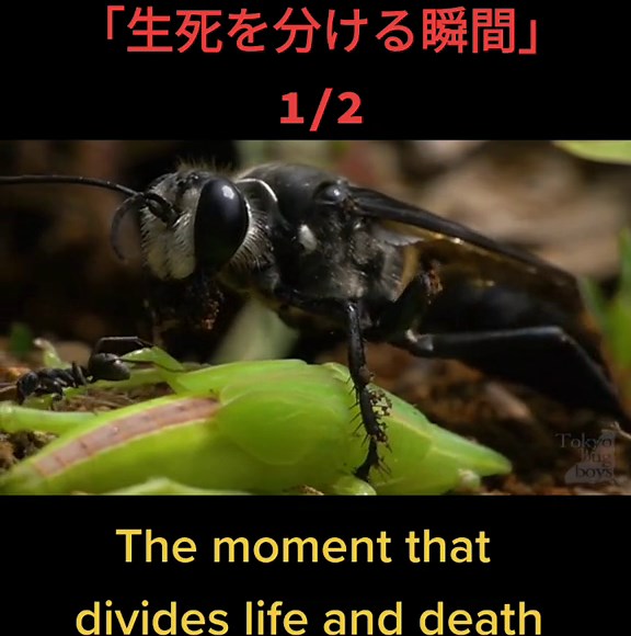 カエルの天敵オオキベリアオゴミムシ幼虫の瞬間