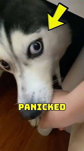 Everyone Thought This Husky Was Having a Seizure 😨