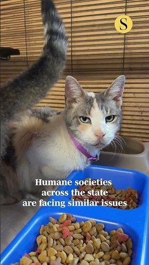 Small shelters, big struggles: Eastern Shore humane societies fight to survive