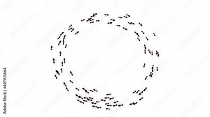 Ant trail following each other in a chain column Black insect Ants Walking Green Screen silhouettes trip. Teamwork, hard work. Scurry team carrying ant scurry home. demolition, relocation housework.