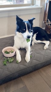 49 reactions · 5 comments | Salad bar 綾 | Bordernerd | Facebook