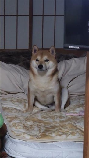 Dad's home... Gonshi-kun! It's lights out time! Goodnight. #ShibaInu #TwoYearsOld #Gonshi-kun