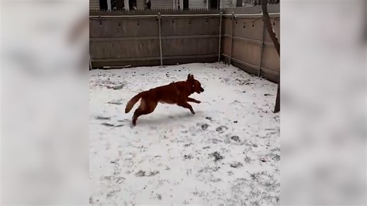 Pirmosios linksmybės sniege: auksaspalvio retriverio judesiai išduoda vieną