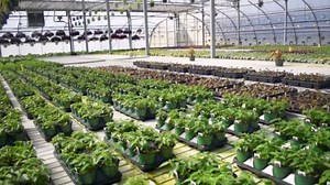 Money Tree 'Guiana Chestnut' Pachira Braid | Live Plant for Indoor & Outdoor | for Living Room, Office, Bathroom | (4" Pot)