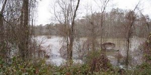 WARNING: State agencies report contamination in Devil's Swamp, Bayou Baton Rouge