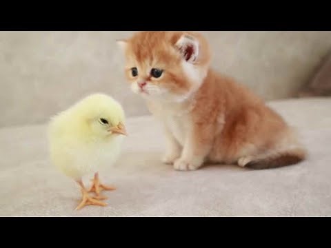 子猫とひよこ