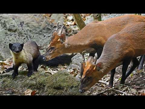 This Tiny Predator Attacks Deer | Marten Hunting Power