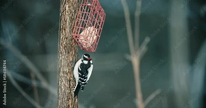 Downy Woodpecker Pecking at Bird Feeder Tied to Forest Tree. Small Fowl Perched on Branch Eating and Preening Closeup. Endangered Species Habitat Conservation Slow Motion 4k