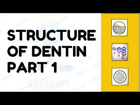 Dentinal Tubules | Dentin Histology | Structure of Dentin
