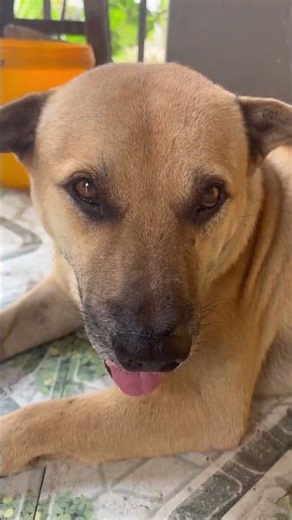 Khám Phá Suy Nghĩ Sâu Sắc Trong Đôi Mắt U Sầu Của Mập #vlogs #dog #doglife