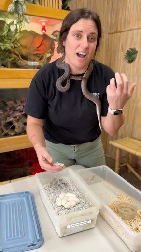 The Reptile Zoo | Ready for some Friday fun snake facts🙌🙌 These little eggs are from this little snake it’s called a children’s python and is one of the... | Instagram