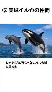 The king of the sea, actually a "seriously cunning criminal"... 5 shocking facts about orcas! #or...