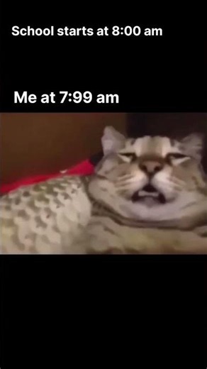 minute is all we need #funny #comedy #memes #cat