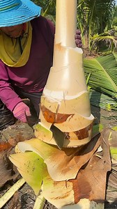 4M views · 36K reactions | Little Coconut Tree Cutting Skills with Chainsaw #coconuttree #fyp | Travelicious | Facebook