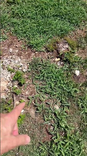 How to kill cut down shrub roots