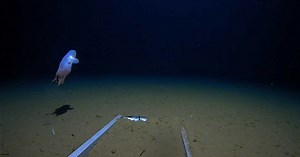 Un poulpe des abysses observé pour la première fois à près de 7000 mètres de profondeur