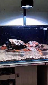 DIY Natural Stream Biome, Stream Biotope Masterclass From Wild to Aquarium, aquarium youtube channel