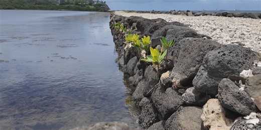 Holoholo: Help care for an ancient Hawaiian fishpond in Kaneohe