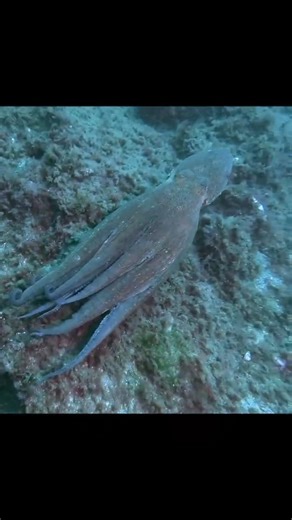 Octopus Facts 🐙 | The Smartest Sea Creature #Octopus #OctopusFacts #MarineLife #SeaCreatures