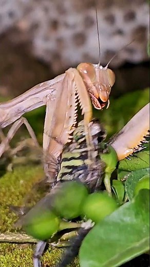 Amazing Mantis vs. Dragonfly Showdown