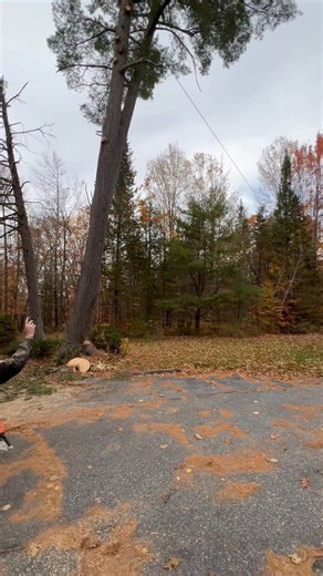 Big pine in Greene | Gerry's Tree Service