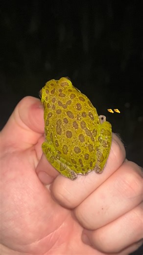 Amphibian and Reptile Conservancy on Instagram: "“You better bark like you want it!” 🐶 - Barking treefrog Woof. That’s a good-looking frog. But they’re not named for people barking at them; this species earned its name because, when calling in large groups, they can sound like a pack of barking dogs. And yes… they are barking like they want it. But what is “it,” exactly? The attention of lady frogs, of course! From March to August, adult barking treefrogs leave their tree-top hideouts and head