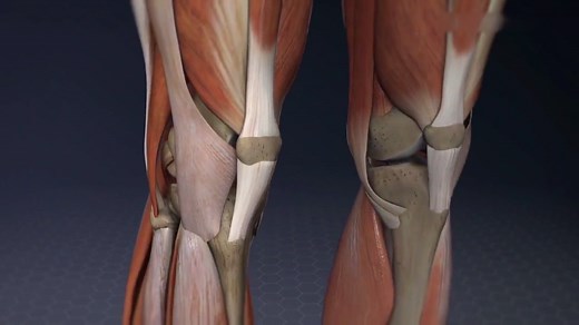 3分钟，了解膝盖的解剖结构