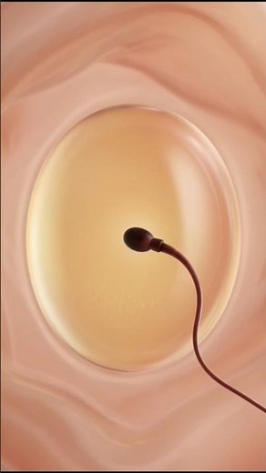 How Pregnancy Starts | Fertilization & Implantation Explained